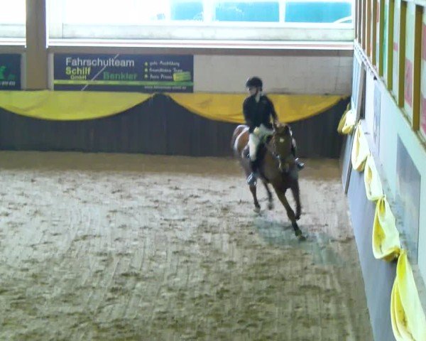 Reitturnier Boll 2025