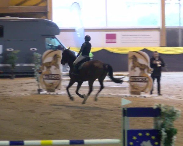 Reitturnier Boll 2025