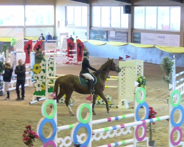 Reitturnier Boll 2025