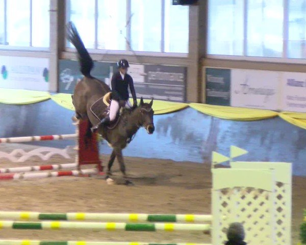 Reitturnier Boll 2025