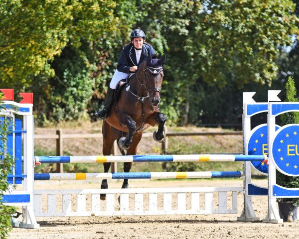 stallion Schnucki (Hanoverian, 2013, from Stakkato)