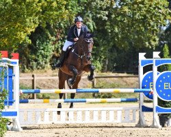 stallion Schnucki (Hanoverian, 2013, from Stakkato)