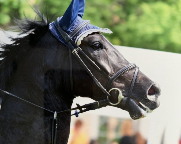 Springpferd Quel Filou 17 (Hannoveraner, 2011, von Quadam)