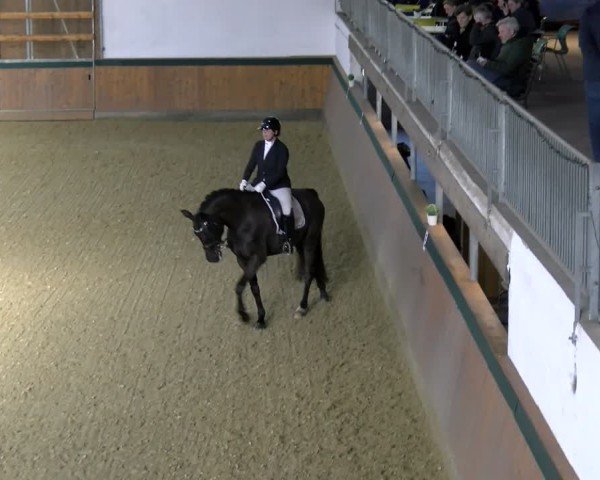 Reitturnier Laer 2025