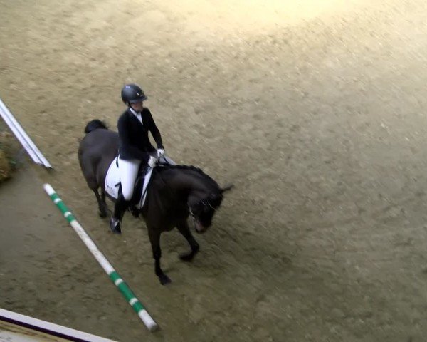 Reitturnier Laer 2025