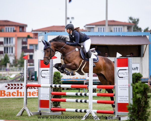 Springpferd Calico Jack 4 (Westfale, 2009, von Coronas 2)