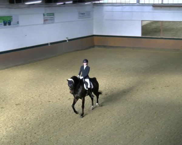 Reitturnier Laer 2025