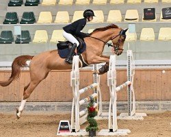 Springpferd Carla 283 (Zangersheide Reitpferd, 2018, von Copycat Z)