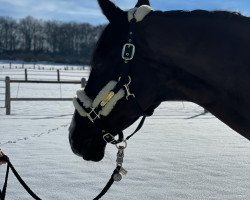 dressage horse Danciana W (Hanoverian, 2014, from Danciano)