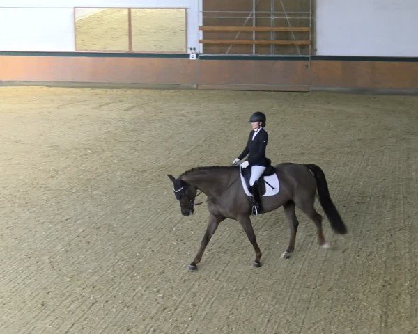 Reitturnier Laer 2025