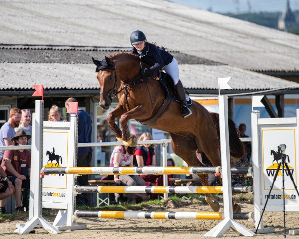 Springpferd Captain´s Lotti (Westfale, 2014, von Captain Jack 44) Springpferd Captain´s Lotti (Westfale, 2014, von Captain Jack 44)