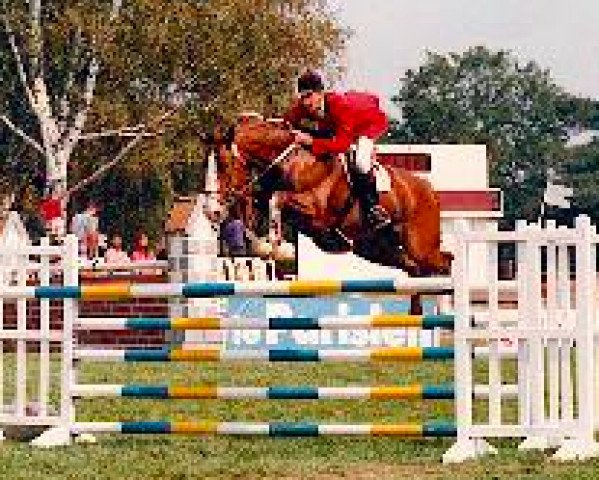 stallion Tarzan de Beaulieu (Selle Français, 1985, from Hadj A AA)