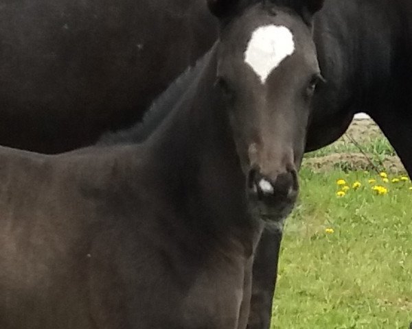 horse Keep in Black (Oldenburg, 2021, from Dimaggio Black)