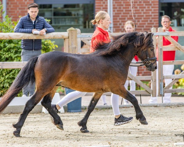 Deckhengst Cayberry Pearly King (Dartmoor-Pony, 2022, von Cayberry Captain Hook)