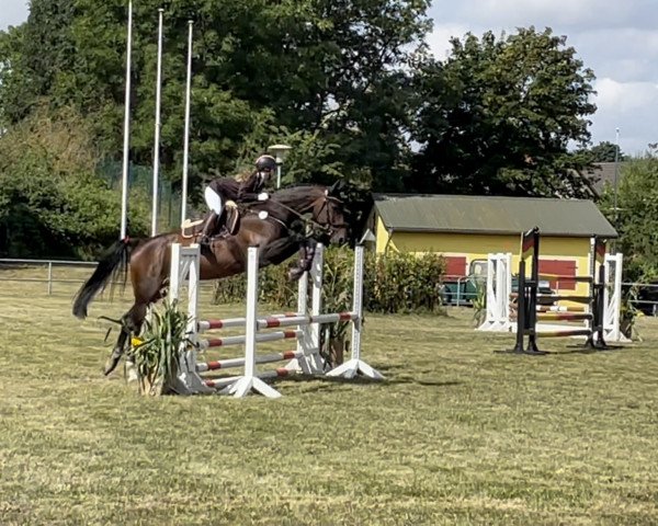 Pferd Never Say Never 14 (Oldenburger Springpferd, 2015, von Ninyon)