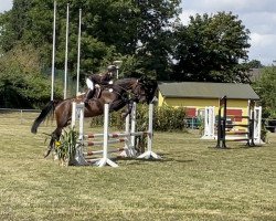 horse Never Say Never 14 (Oldenburg show jumper, 2015, from Ninyon)