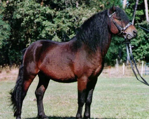 stallion Mühlenmoor Revale (Dartmoor Pony, 2001, from Moortown Rambler)