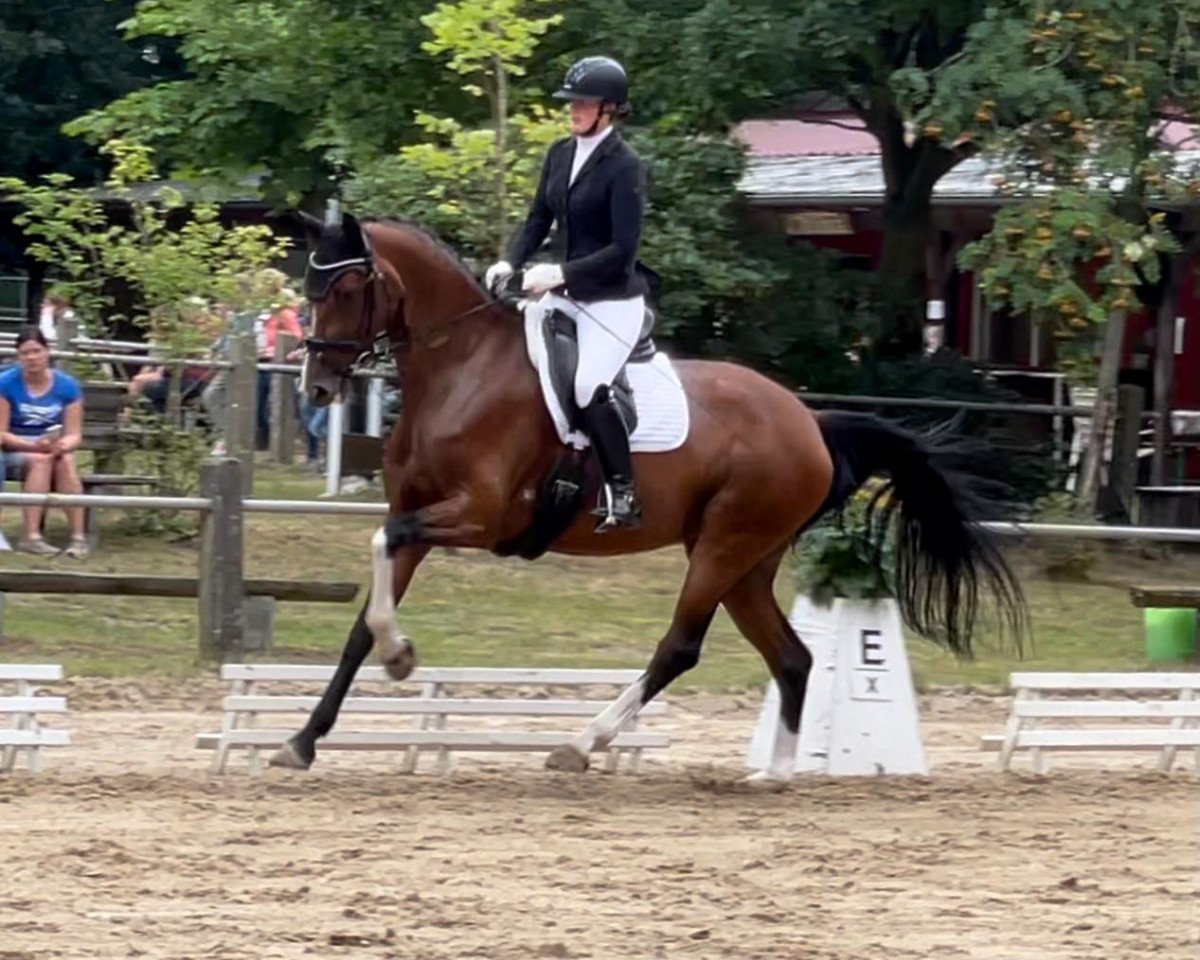 broodmare Antaris First G (Oldenburg, 2016, from Nymphenburg's First Ampere)