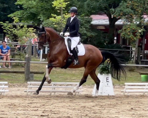 broodmare Antaris First G (Oldenburg, 2016, from Nymphenburg's First Ampere)