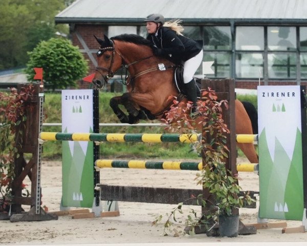 Springpferd Zojack Jay (KWPN (Niederländisches Warmblut), 2004, von Kojak)