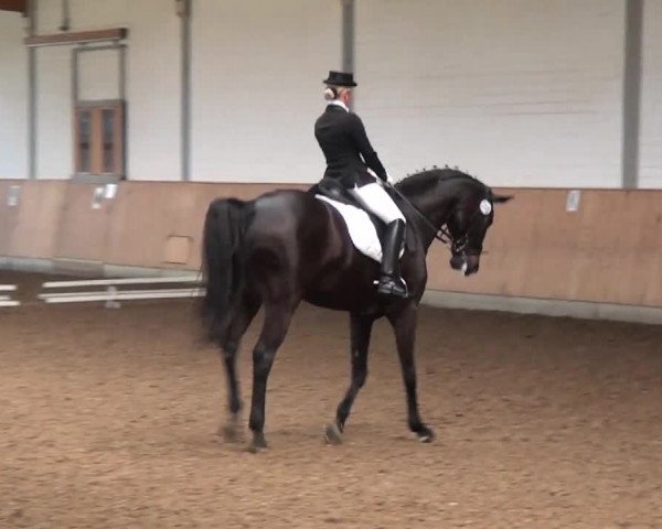 Reitturnier Gut Hohenkamp 2013