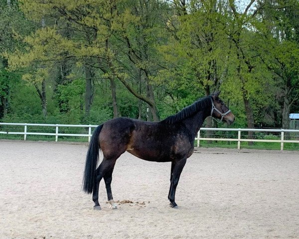 horse Carlotta (Oldenburg, 2008, from Clapton)