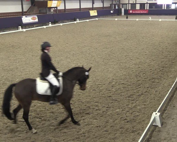 Reitturnier Vlotho-Exter 2025