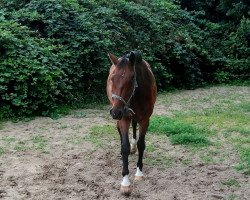 jumper Heinz (Oldenburg show jumper, 2010, from Carrico)