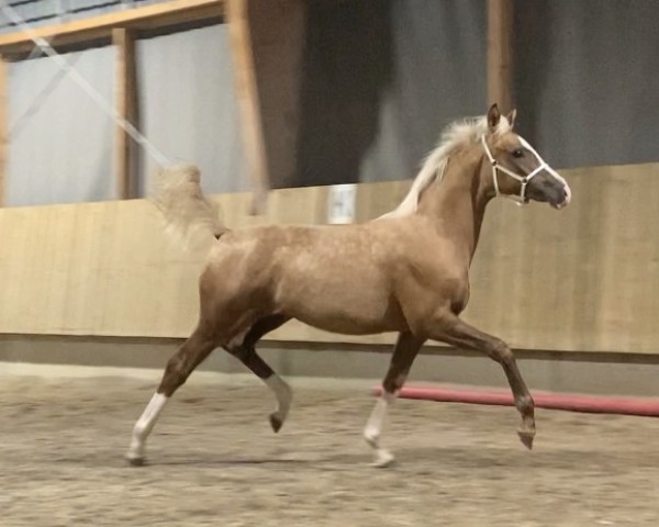 broodmare Ruby Golden Beauty R (German Riding Pony, 2023, from Rivers Dancing AS)