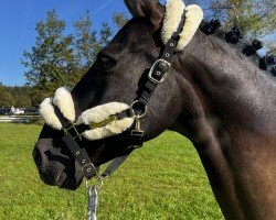 dressage horse Capri (Pura Raza Espanola (PRE), 2009)