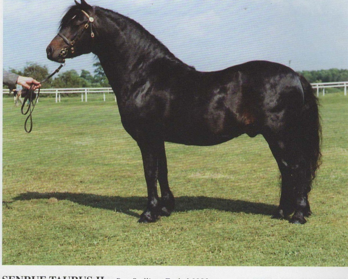 horse Senruf Taurus II (unknown,  , from Whitmore Arbutus)