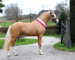 stallion Next Champion MR (German Riding Pony, 2021, from FS Next Diamond)