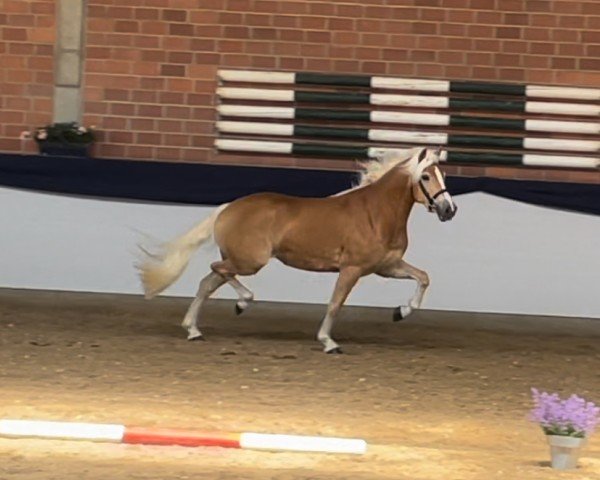 broodmare Wiivè BE (Haflinger, 2021, from Noakley BE)