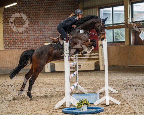 jumper Diamanta 11 (Westphalian, 2018, from Dacantos)