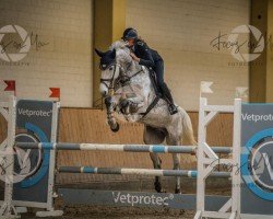 jumper Capitilandro (German Sport Horse, 2015, from Caitano)
