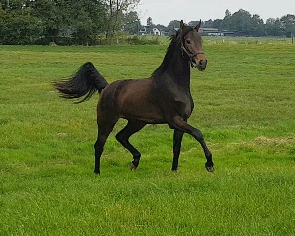 horse Faaja (Oldenburg, 2022, from Morricone)