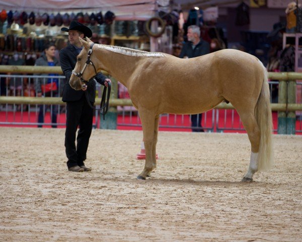 Pferd LibertyWhispersZippo (Quarter Horse, 2019)