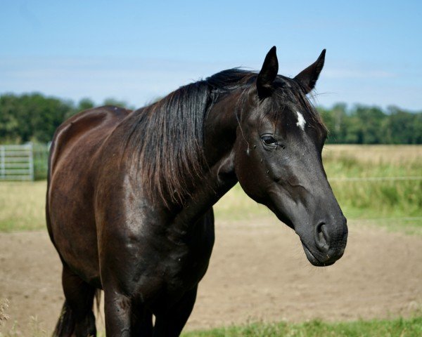 horse Belina JS (Oldenburg, 2022, from Bon Joker)