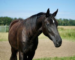 Pferd Belina JS (Oldenburger, 2022, von Bon Joker)