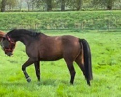 Springpferd Quintilian 2 (Westfale, 2007, von Quinta Real)