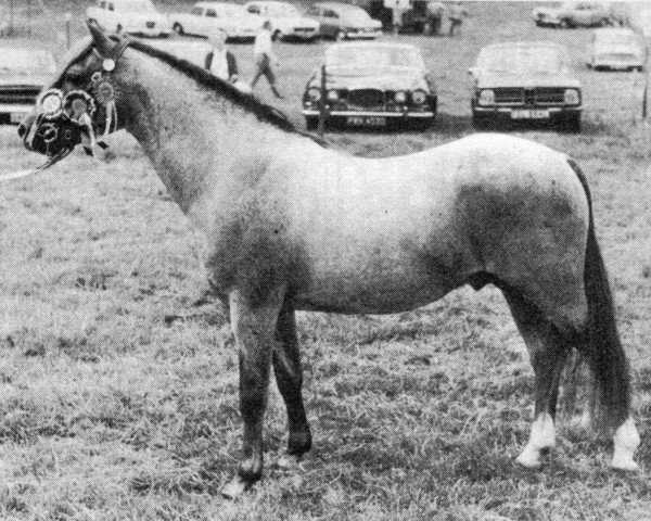 stallion Kirby Cane Plunder (Welsh-Pony (Section B), 1963, from Kirby Cane Gauntlet) stallion Kirby Cane Plunder (Welsh-Pony (Section B), 1963, from Kirby Cane Gauntlet)
