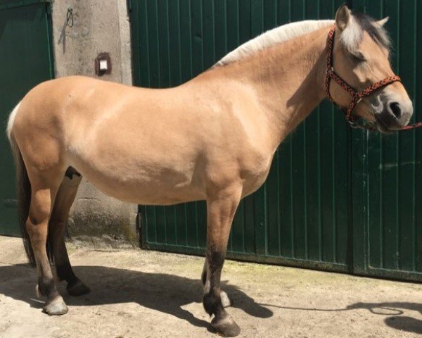 broodmare Miss IV N (Fjord Horse, 2011, from Viljar) broodmare Miss IV N (Fjord Horse, 2011, from Viljar)