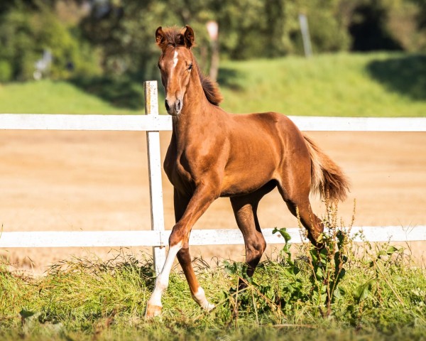 broodmare Elodie Esprit ZGSH (Westphalian, 2024, from Esmeraldo FM)