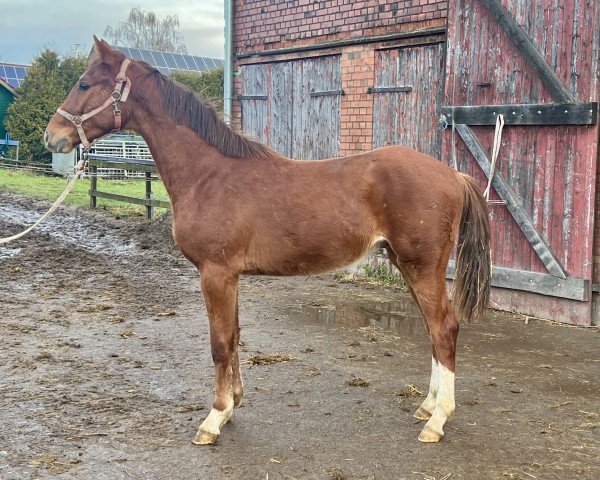 horse Hengst von Clarimo / Comme il faut (Holsteiner, 2023, from Clarimo Ask)