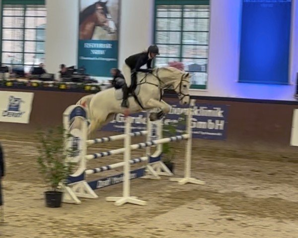 horse Casino 102 (Hungarian Warmblood, 2010, from Agropoint Cassiloc)