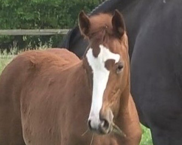 broodmare Escada (Hanoverian, 2024, from Escaneno)