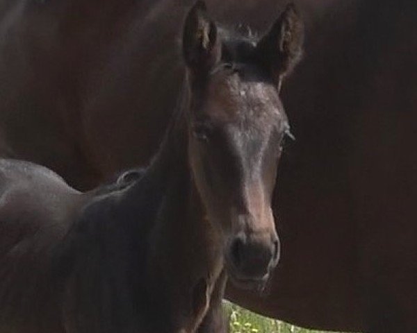 broodmare Escanena (Hanoverian, 2024, from Escaneno)