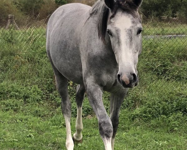 Pferd Celeste (Mecklenburger, 2018, von Cellow - B)