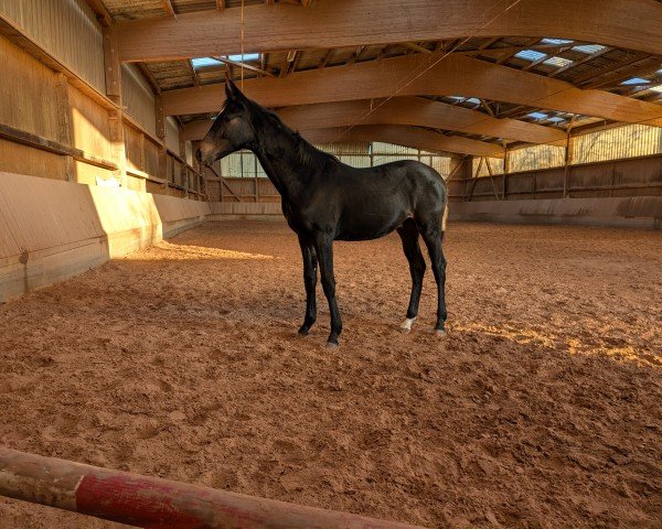 horse Fulmine (Hanoverian, 2024, from By your Side 3)
