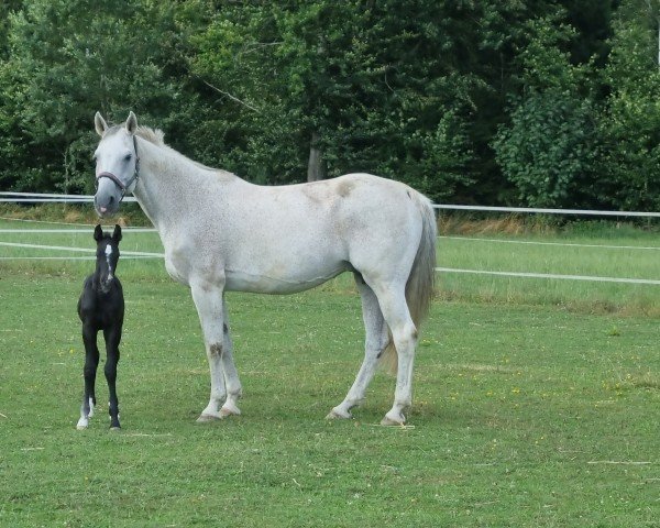 broodmare Gayleen (Oldenburg show jumper, 2007, from Corrado I) broodmare Gayleen (Oldenburg show jumper, 2007, from Corrado I)